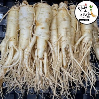 6년근 풍기 인삼 세척 수삼 인삼 황삼 풍기인삼시장 한보인삼사, 1kg, 1개