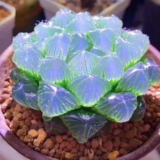 藍鏡玉露 黃金玉露 冰燈玉露 多肉植物 塊根植物 盆栽花卉, 藍鏡玉露4-6cm,裸根寄出, 1個