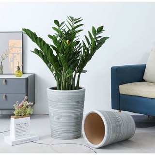 霏霏園藝 金錢樹盆栽 含盆 室內綠植 簡約時尚 易於照顧, 1個