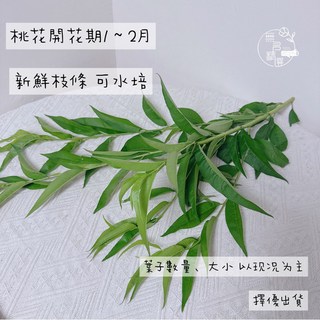 現貨 新鮮銀柳桃花銀龍柳桃花鮮枝，招財新年盆栽，過年裝飾春節水生植物，室內開花植物元宵節水培