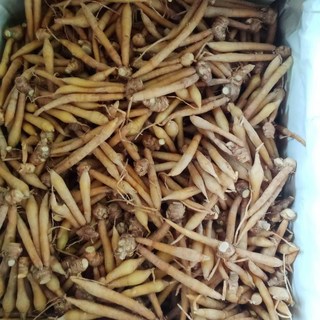 핑거루트( Finger root), 1박스, 10kg