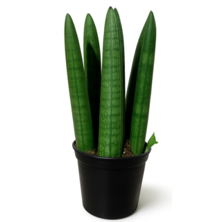 공기정화식물 본셀스투키 5~6촉 6.5cm화분 1개