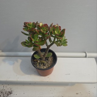 꽃피는 염좌 염자 다육이 다육식물 소품 식공플랜츠, 1개