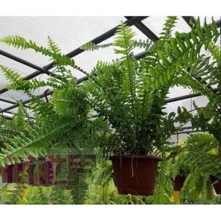 長葉波士頓腎蕨 特殊葉片5吋盆 高30CM 常綠植物, 1個