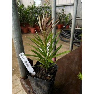 霏霏園藝日本紅羅漢松3吋盆栽 仿真植物盆景 居家辦公室綠植擺設 增添生活品味, 1個