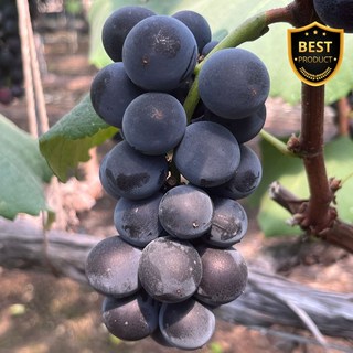 [선별특상품] 캠밸 캠벨포도 수출용 대왕 충랑 거봉, 1개, 선별 캠벨 포도 2KG