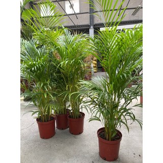 霏霏園藝黃椰子樹8尺吋盆(高度120公分以上)熱帶風情室內盆栽, 1個