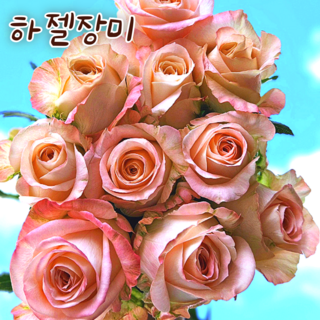 [아트플라워] 웨딩장미 노란장미 빨간장미 하젤장미 핑크장미 농장직송 인테리어장미꽃 장미꽃다발, 5개