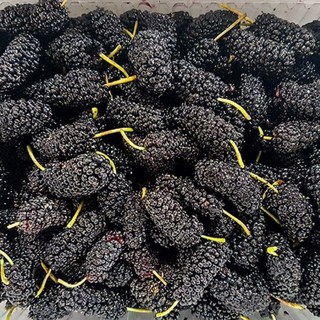 고창 햇 토종 냉동 오디 특품 2kg(트레이포장), 1개, 토종냉동오디 특품 2kg