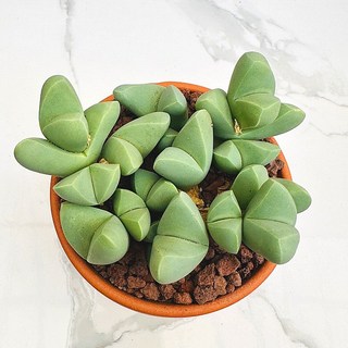 기베늄 농장직송 산아래 다육이 생명력최고 키우기쉬운 공기정화 전자파차단 하월시아 다육 식물 선인장, 1개, 럭셔리