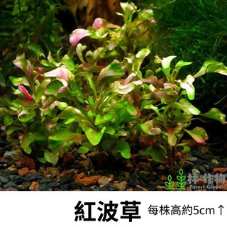 林作物 水草 紅波草 耐水性 兩棲植物 水陸缸 苔蘚缸 戶外缸水草 新手級 水草造景, 每份單1株