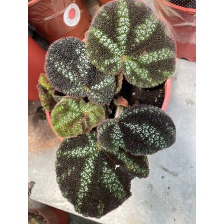 霏霏園藝新品種鐵甲秋海棠 特價優惠中 輕鬆打造室內綠意, 1個