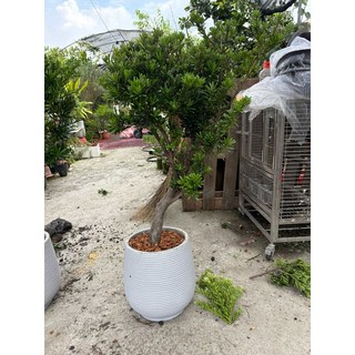 霏霏園藝 金鑽羅漢松, 1個