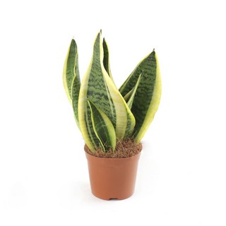 갑조네 산세베리아 슈퍼바 실내 식물 공기정화식물, 2개