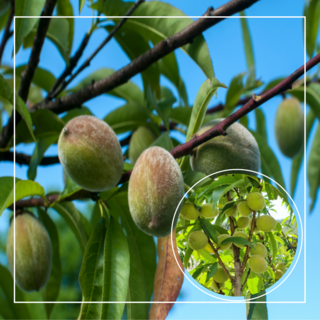 서울농원묘목/개복숭아나무 돌복숭아 결실주 3년생 분묘