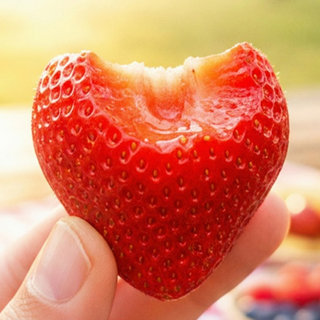 초고당도슈퍼Brix 재구매율1위 SNS돌풍 논산 설향딸기, 1세트, 상품(한입과) 350g