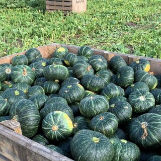 당일선별 단호박 3kg 5kg 10kg, 1박스, 10, 실속형(못난이) 단호박 M 10kg (4~7과)