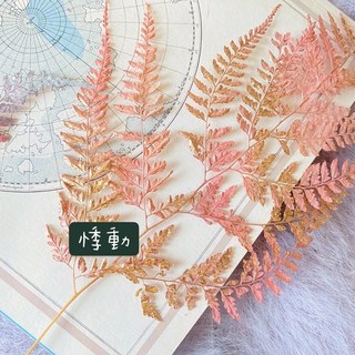 大地農園不凋姬蕨-日本進口高山羊齒蕨 不凋花材 捧花手腕花 房間佈置胸花桌花背景花材, 悸動(整枝)