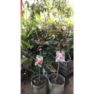 霏霏園藝四季紅龍眼.6吋美植.2000元, 1個