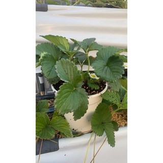 霏霏園藝雪白兔草莓3吋盆栽 觀賞食用兼具 新手易種植 美化環境, 3吋120元, 1個