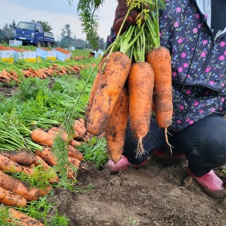 [사계농산] 제주 구좌 흙당근, 1박스, 햇당근 중 3kg