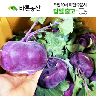 < 바른농산 > 국내산 햇 콜라비 적콜라비, 1개, 10kg