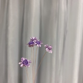 大地農園 乾燥花 迷你花材組 (小星花/小雛菊) DIY手工藝裝飾 保存, 薰衣草,一入五朵
