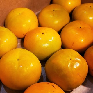 고당도 프리미엄 제철 태추 부유 창원 단감, 1개, 중과 10kg(50~60과)