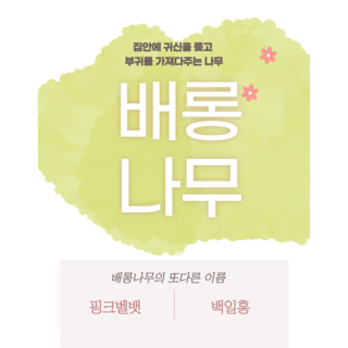 배롱나무 2년생(35cm~40cm) 5년(100cm이상) 백일홍 묘목 핑크벨 다원식물원, 1세트, 5년생