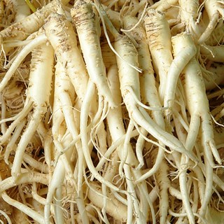 진생마트 국산 싱싱한 약도라지, 1개, 세척약도라지 (중/대)