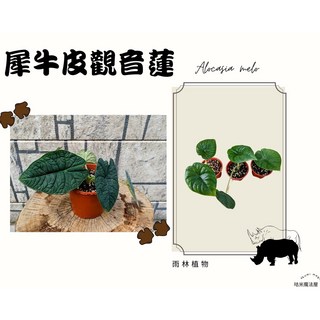 [園藝植作] 犀牛皮觀音蓮 3吋/5吋 觀音蓮/室內植物丨觀葉植物丨【咕米魔法屋】
