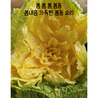 [임가네농산] 봄동 진도봄동 봄나물 봄동겉절이 봄동요리, 1개, 5kg