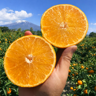 [한정물량특가] 딱7일판매 제주직송 벌꿀과즙 제주감귤, 1박스, 5kg