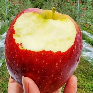 재구매1위 고당도 부사사과 꿀사과 청송사과, 1박스, 5kg