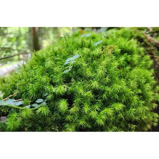 珠苔-30根 (買2送1) 人工培育超稀有苔蘚 微景觀造景 DIY 青苔 生態瓶佈置, 1個