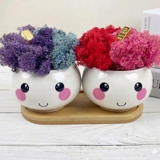 스칸디아모스 표정화분 부자되세요 공기정화이끼화분, 1세트