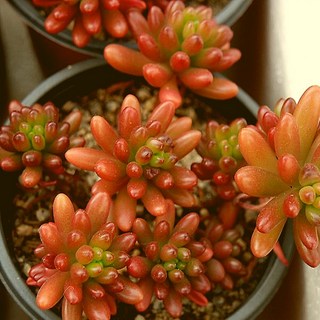 홍옥 합식 식물재테크 1두이상 0130-100, 단품, 1개