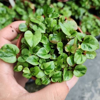 P老闆園藝 斑葉魚腥草 水生植物 濕地 雨林植物 3吋盆, 1個