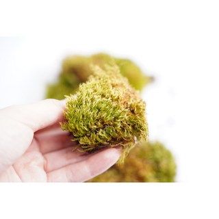 갑조네 비단이끼 생이끼 비바리움 테라리움 나만의 숲 만들기, 1개