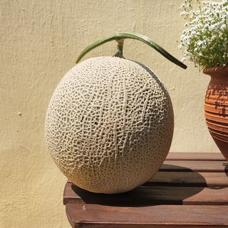 청년농부 당도선별 머스크메론 멜론, 1박스, 5kg(특품 4수)