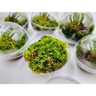 苔鑽 買2送1 苔蘚景觀球-含植物/辦公室小物/空氣清淨植物/懶人植物/直徑12cm立體球/情人節禮物, 1個