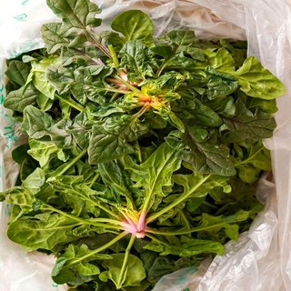 이모뜰 국내산 시금치 노지, 1개, 1kg