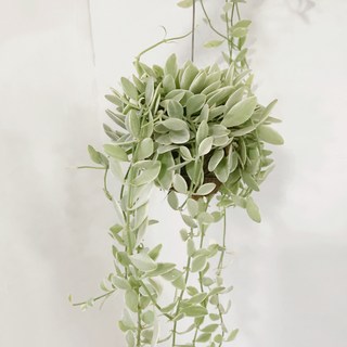 행잉 플랜트 디시디아 / 코코넛 수염틸란드시아 / 하트식물 / 이오난사 공중식물 / 키우기쉬운식물, 디시디아(그린), 1개