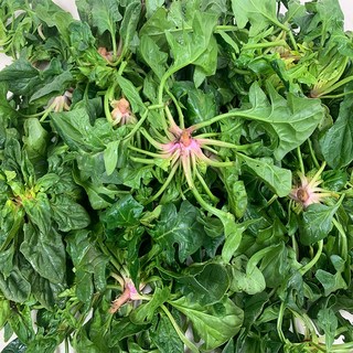 [당일발송]남해 보물초 시금치 섬초, 1kg, 1개, 보물초 시금치 1kg