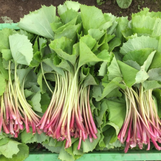 이메골 머위나물 봄나물 머위순 생머위잎 1kg 2kg, 1박스