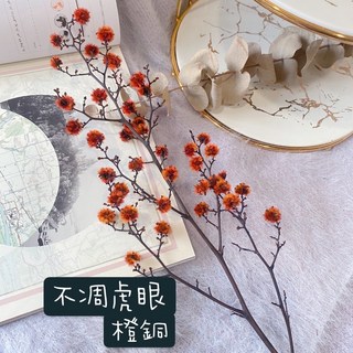 萬花。瞳 不凋花素材-澳洲進口虎眼常勝花（橙銅色）插花/擺飾/拍照道具/浮游花素材, 1個, 橙銅色