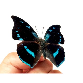 蟲新發現 蝴蝶標本A1 Charaxes mycerina 未展翅乾貨，精美昆蟲模型，自然科學收藏擺飾, 1個