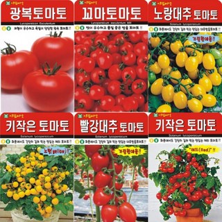 G가든 AR33 토마토 씨앗 모음, 노랑 대추방울 토마토 30립