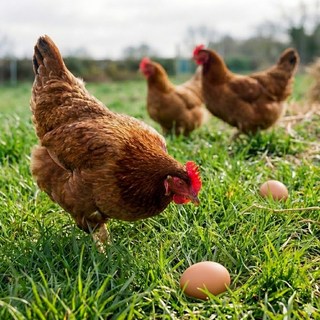 [난각번호1번] 자유방목 유정란 자연방사 계란, 1개, 20구