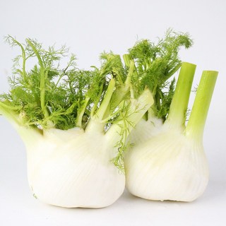 [햇님농장] 펜넬 500g, 1세트